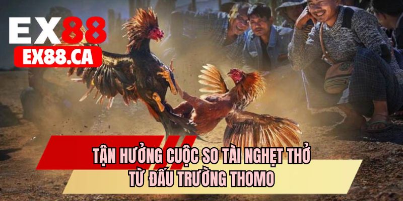 Tận hưởng cuộc so tài nghẹt thở từ đấu trường Thomo
